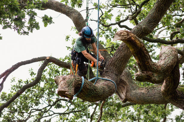 How Our Tree Care Process Works  in  Holtville, CA